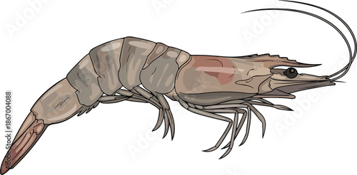 Detailed Illustration of a Shrimp Depicting its Anatomy Against a White Background