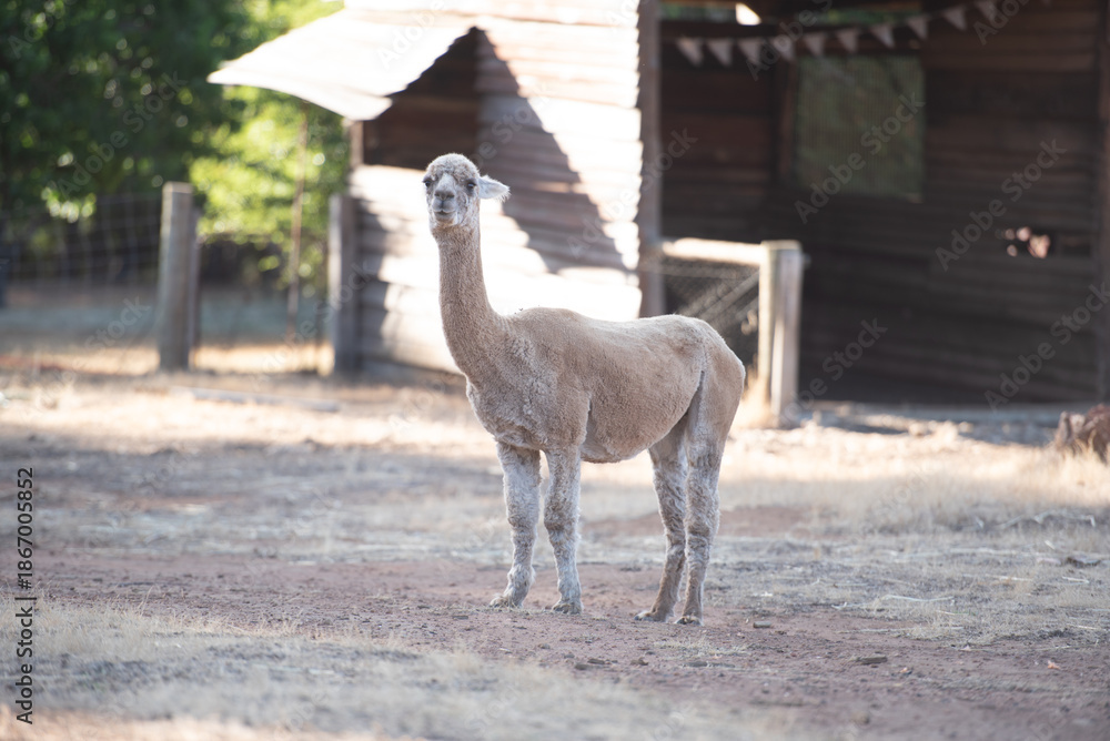 Obraz premium Llama eating grass in farm field