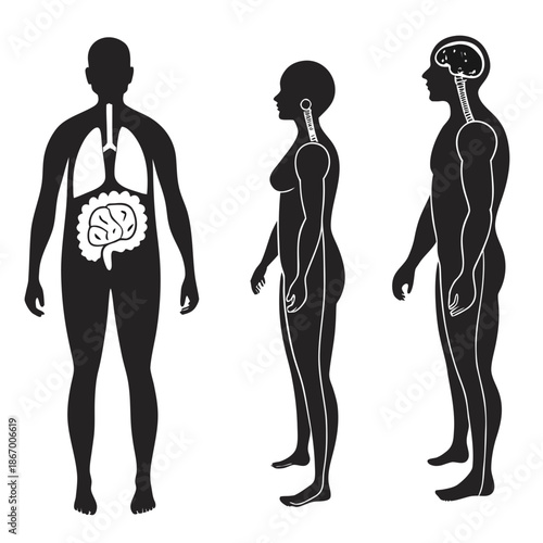 Human anatomy silhouettes