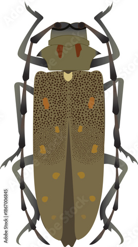 Illustration of Apriona spp., a longhorn beetle known as a serious wood-boring pest that causes damage to trees and agricultural crops.