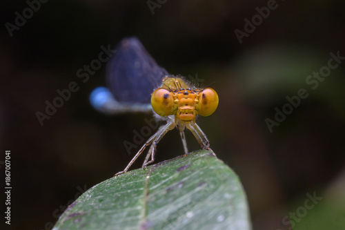 dragonfly on the leaf