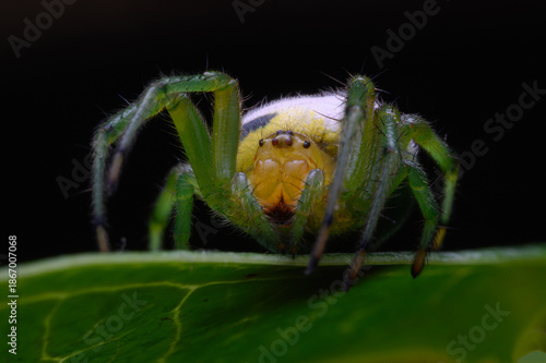 Spider on green Leaves