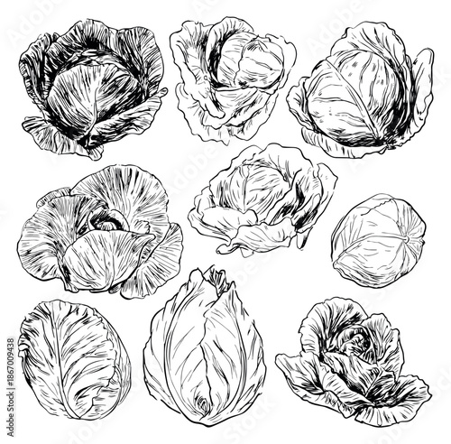 Hand drawn line art cabbage set featuring different varieties for culinary projects