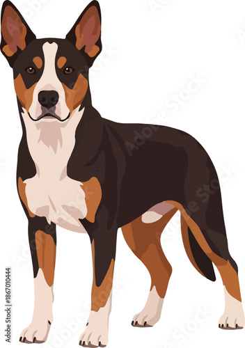 Illustration of a brown, black, and white dog breed in a standing pose, showcasing its features