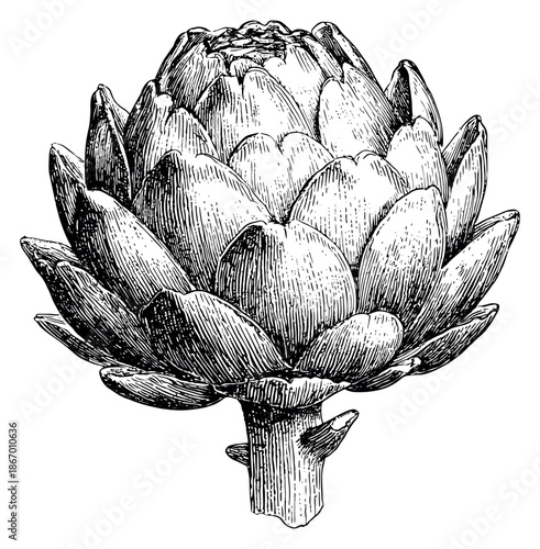 Hand drawn line art illustration of an artichoke depicting a botanical engraving for healthy food concepts