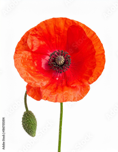 red poppy isolated on white