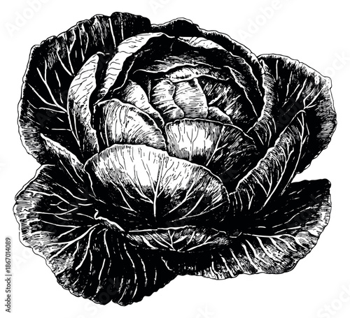 Hand drawn line art illustration of a cabbage depicting a fresh vegetable for healthy food concepts