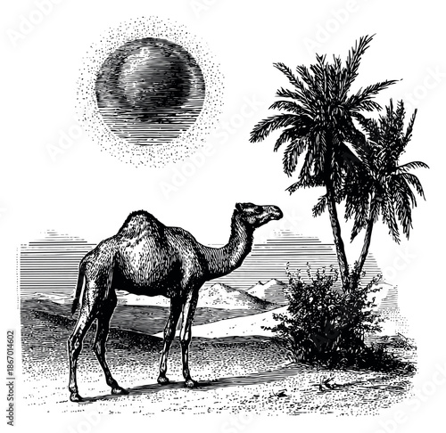 Vintage line art illustration of a camel depicting a desert oasis scene with palm trees for travel and nature