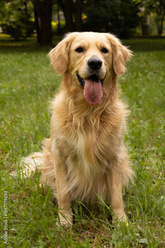 Happy golden retriever sitting with tongue out on grass