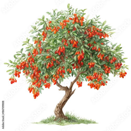 Goji Berry Tree watercolor vector illustration, high-quality artwork isolated on a pure white background.