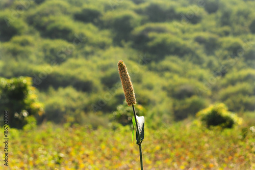 in India processing Lovely view of millet stalks. millet or sorghum plant views in a farmland, cultivation pearls millet fields, pearls production of beer and wine, fields of pearl millets (bajra).