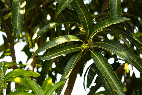 Kesar Mango flower, Close Up view of glowing mango flowers hanging in a tree with green leaves in the background. The mango bouquet or mango flower is blooming fully on the Kesar trees.