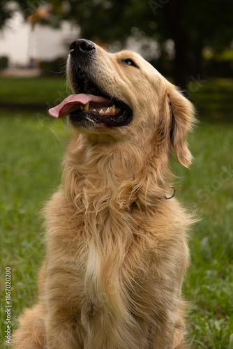 Golden retriever standing tall with lolling tongue smiling