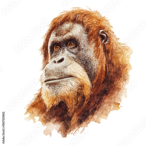 Orangutan watercolor artwork, high-quality professional vector illustration isolated on a white background.