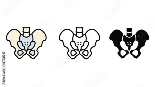 Human pelvis anatomy illustrations in various styles