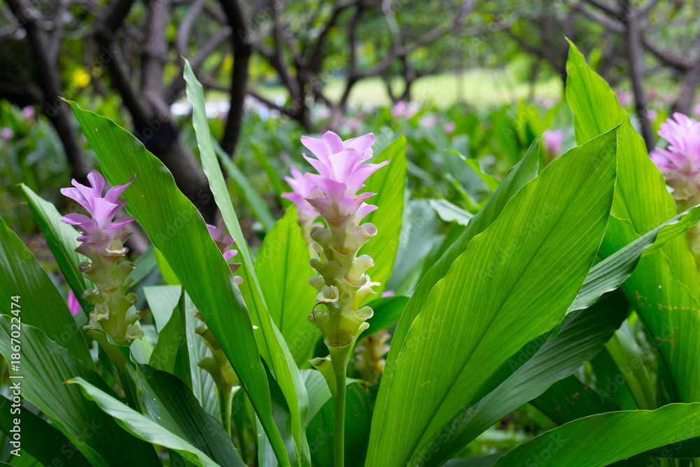Obraz premium A vibrant field of pink Siam Tulips nestled among lush green foliage.