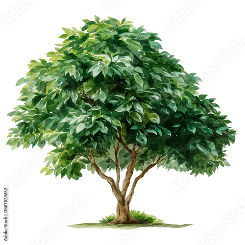 Ficus Tree watercolor drawing vector, premium quality illustration on a clean white background.