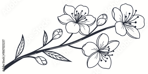 Cherry blossom branch