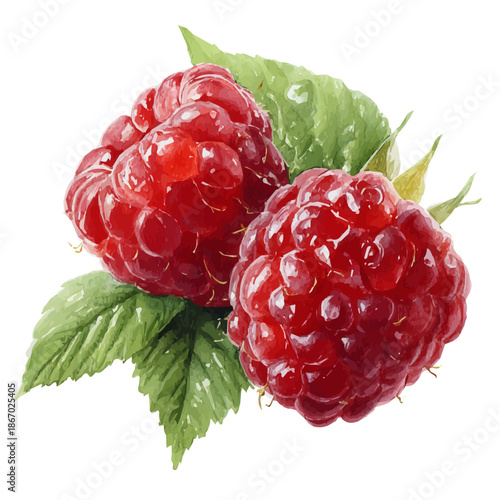 Watercolor painting of Raspberry, detailed and artistic vector illustration on a white background.