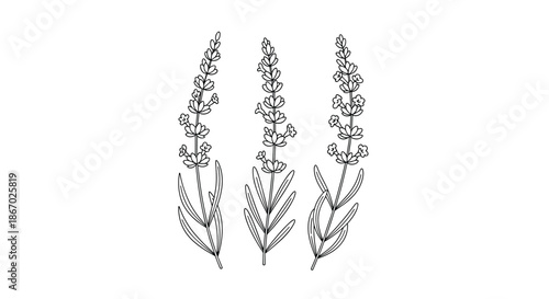 A simple and elegant black outline illustration of three sprigs of lavender flowers, perfect for botanical and aromatherapy themed designs.