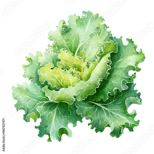 Quadro su tela Kale Leaf watercolor drawing vector, premium quality illustration on a clean white background