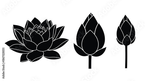 Elegant lotus flower in different stages a striking black silhouette