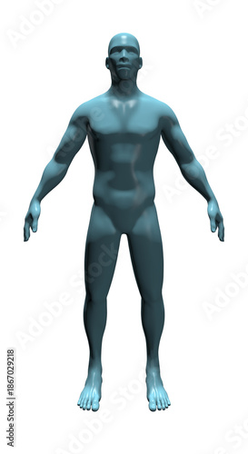 Human Body Anatomy, 3d render 