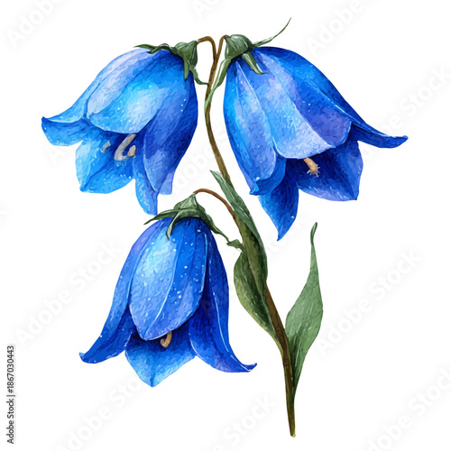 Watercolor painting of Bluebell, detailed and artistic vector illustration on a white background.
