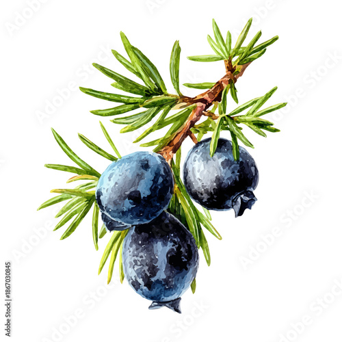 Juniper Berry watercolor vector illustration, high-quality artwork isolated on a pure white background.
