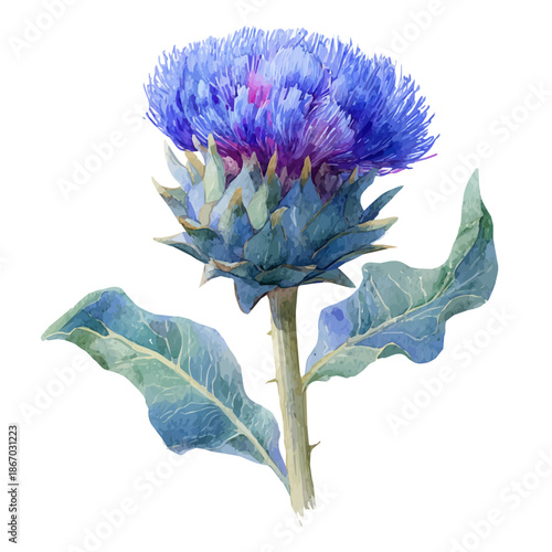 Cardoon watercolor vector illustration, high-quality artwork isolated on a pure white background.