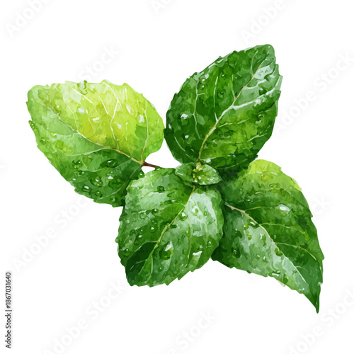 Watercolor painting of Mint Leaf, detailed and artistic vector illustration on a white background.