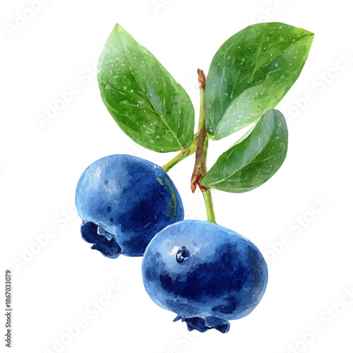 Bilberry watercolor drawing vector, premium quality illustration on a clean white background.