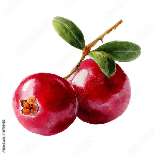 Watercolor painting of Cranberry, detailed and artistic vector illustration on a white background.