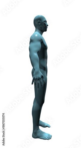 Human Body Anatomy, 3d render 