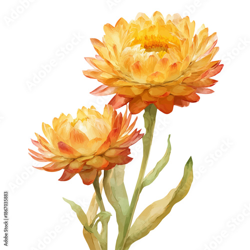 Stylized watercolor Helichrysum Strawflower vector, modern artistic illustration with high-quality details on a pure white background.