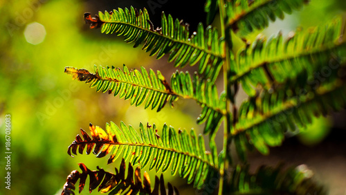 Wallpaper Mural Macro de bruyères et de fougères sauvages, dans la forêt des Landes de Gascogne Torontodigital.ca