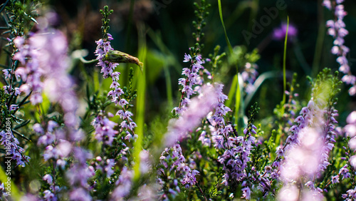 Wallpaper Mural Macro de bruyères et de fougères sauvages, dans la forêt des Landes de Gascogne Torontodigital.ca