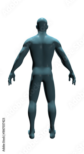 Human Body Anatomy, 3d render 