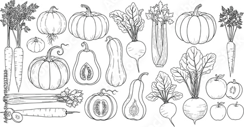 Hand drawn vegetable illustration collection featuring pumpkins carrots beets squash apples and root vegetables in detailed black and white line art