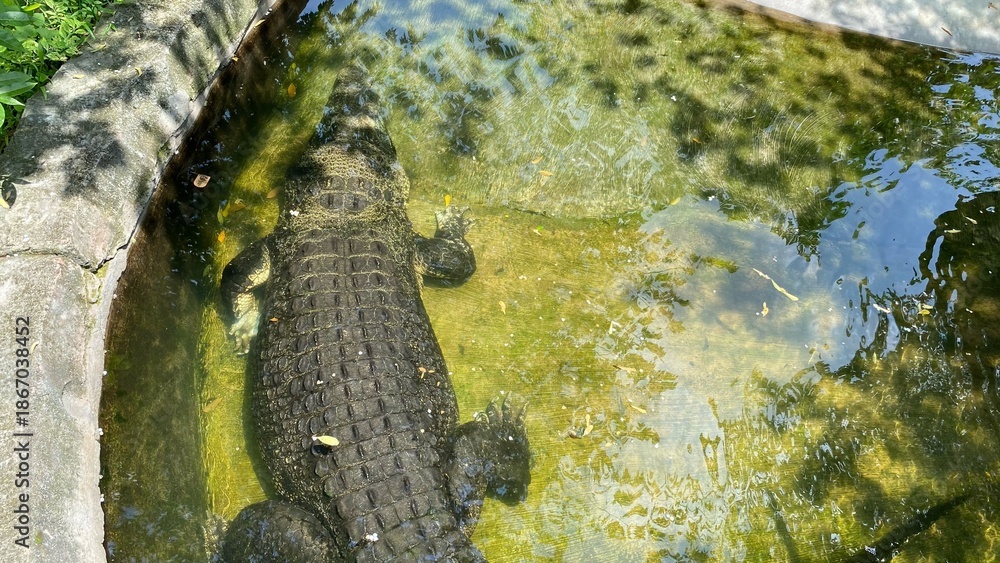 Obraz premium A crocodile is seen soaking in a shallow pool of clear water, showcasing detailed skin textures and the atmosphere of a wildlife habitat in the zoo area.