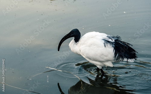 Sacred Ibis Standing in Shallow Water