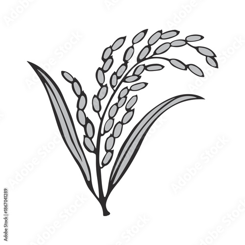 Hand drawn rice sheaf vector illustration. Paddy plant icon design in black and white.
