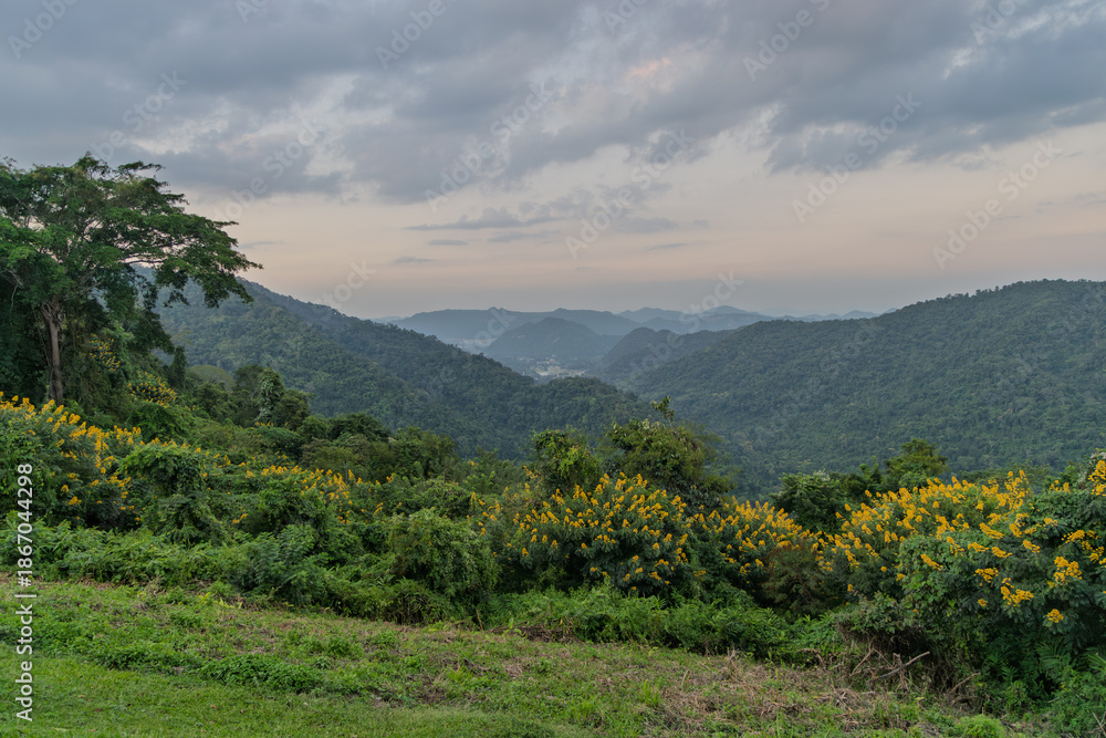 Obraz premium Panoramic view of mountainous landscape with dense tropical forest and vibrant yellow flowers, Khao Yai National Park, Thailand