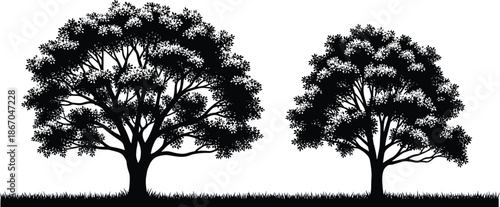 Silhouette of two large deciduous oak trees standing in a grassy field, black vector art isolated on white background landscape.