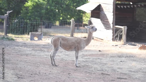 Llama eating grass in farm field