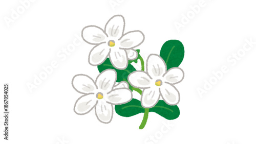 White jasmine flower illustration vector 