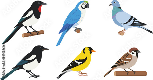 Colorful bird species vector illustration set featuring songbirds parrots pigeons and finches perched isolated on white background