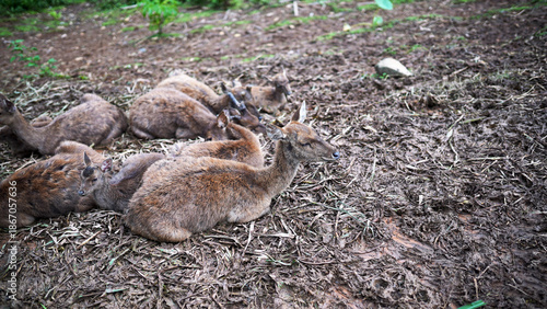 Several wild deer lying together on the ground in a quiet tropical forest setting in Kalimantan.
