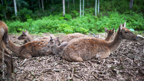 Wild deer lying calmly on the forest ground surrounded by green vegetation in Kalimantan’s tropical forest.