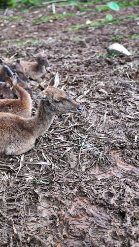 Wild deer resting peacefully on a natural forest floor with earthy textures in Kalimantan rainforest.